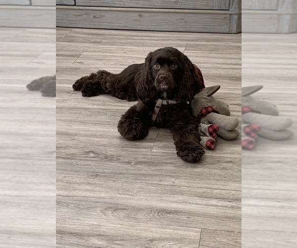 Medium Photo #1 Cockapoo Puppy For Sale in BLUE MOUNTAIN, MS, USA