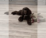 Small Photo #1 Cockapoo Puppy For Sale in BLUE MOUNTAIN, MS, USA