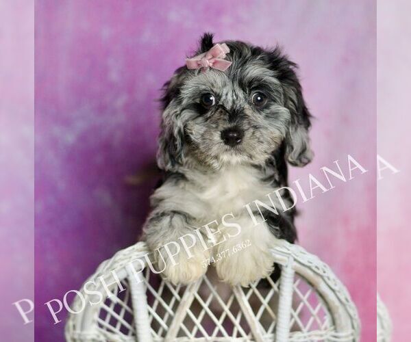 Medium Photo #23 Cavapoo (Miniature) Puppy For Sale in WARSAW, IN, USA