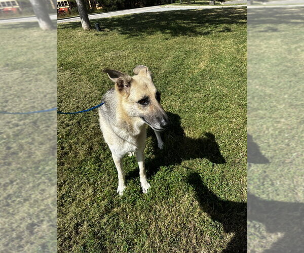 Medium Photo #2 German Shepherd Dog Puppy For Sale in Glen Allen, VA, USA