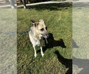 DA 22 Lucy - Female German Shepherd Dog Dog for Adoption - Photo #2
