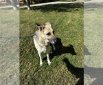 Small Photo #2 German Shepherd Dog Puppy For Sale in Glen Allen, VA, USA