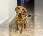 Small Photo #1 Labradoodle Puppy For Sale in ALBUQUERQUE, NM, USA