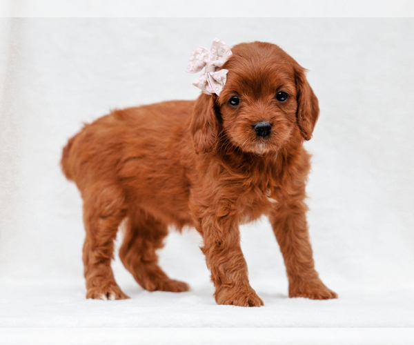 Medium Photo #2 Cavapoo-Poodle (Toy) Mix Puppy For Sale in LIBERTY, KY, USA