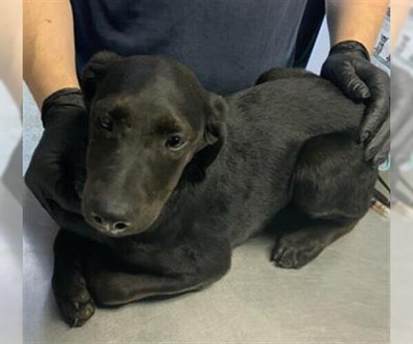 Medium Photo #1 Doberman Pinscher-Unknown Mix Puppy For Sale in Visalia, CA, USA