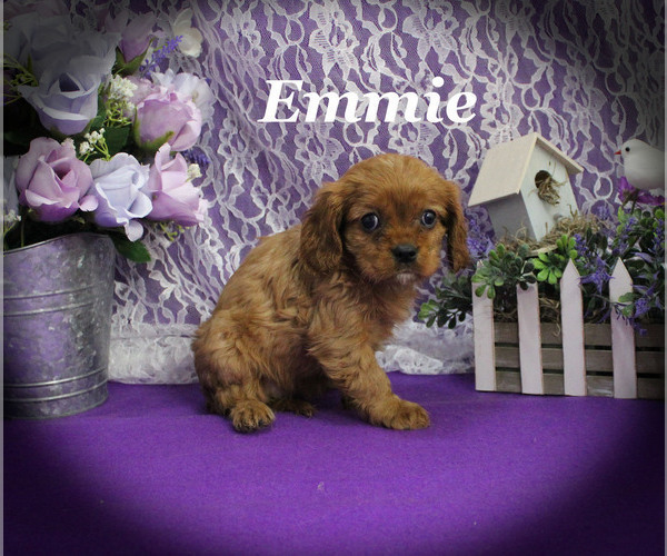 Medium Photo #17 Cavalier King Charles Spaniel Puppy For Sale in CHANUTE, KS, USA
