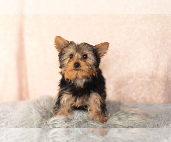 Medium Photo #9 Yorkshire Terrier Puppy For Sale in NAPPANEE, IN, USA