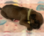 Small #7 Rhodesian Ridgeback