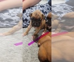 Puppy Brindle girl Boxer