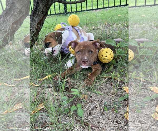 Medium Photo #4 Mutt Puppy For Sale in Greenville, SC, USA
