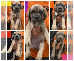 Cane Corso Puppy for sale in OAK PARK, IL, USA