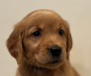 Golden Retriever Puppy for sale in COLUMBUS, IN, USA