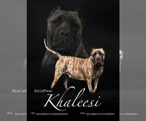 Mother of the Presa Canario puppies born on 07/09/2023