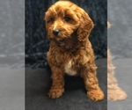 Small Photo #2 Cavapoo Puppy For Sale in BOWLING GREEN, KY, USA