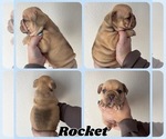 Image preview for Ad Listing. Nickname: Rocket