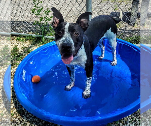 Medium Photo #4 American Pit Bull Terrier Puppy For Sale in Manahawkin, NJ, USA