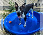 Small #3 American Pit Bull Terrier