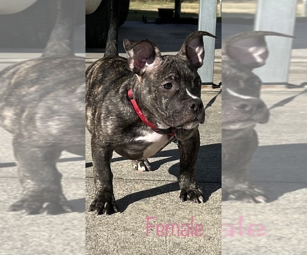 Medium Photo #1 American Bully Puppy For Sale in LAFAYETTE, LA, USA