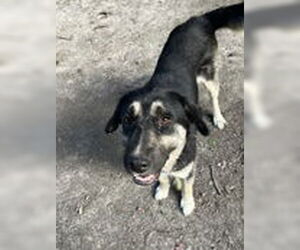 Australian Shepherd-Unknown Mix Dogs for adoption in Virginia Beach, VA, USA