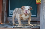 Small Photo #10 English Bulldog Puppy For Sale in LOS ANGELES, CA, USA