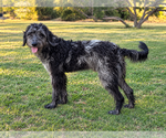 Small Photo #4 Poodle (Standard)-Unknown Mix Puppy For Sale in PIPE CREEK, TX, USA