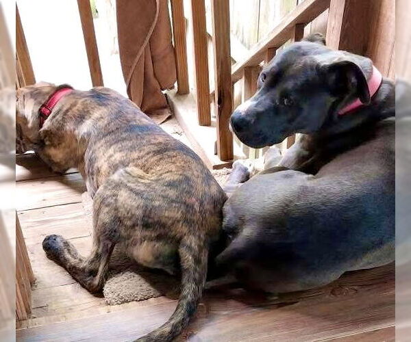 Medium Photo #3 American Pit Bull Terrier-Unknown Mix Puppy For Sale in Wesley Chapel, SC, USA