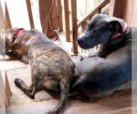 Small #2 American Pit Bull Terrier Mix