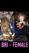 Small Photo #6 Olde English Bulldogge Puppy For Sale in PRINCETON, MN, USA