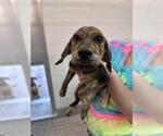 Small #1 German Shepherd Dog Mix