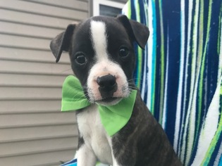Boston Terrier-Jack Russell Terrier Mix Puppy for sale in QUARRYVILLE, PA, USA