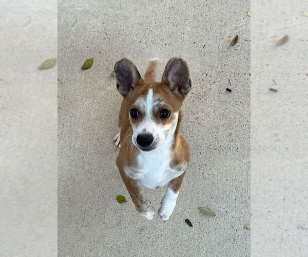 Medium Photo #3 Cardigan Welsh Corgi-Unknown Mix Puppy For Sale in Oak Bluffs, MA, USA