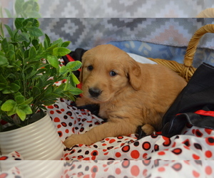 Medium Golden Retriever