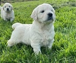Small Photo #1 English Cream Golden Retriever Puppy For Sale in CHEHALIS, WA, USA