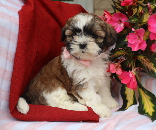 Medium Photo #3 Shih Tzu Puppy For Sale in THORP, WI, USA