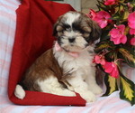 Small #2 Shih Tzu