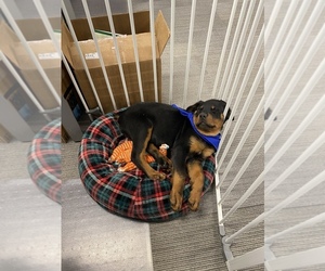Rottweiler Puppy for sale in INDIANAPOLIS, IN, USA