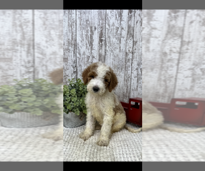 Goldendoodle Puppy for sale in PEEBLES, OH, USA