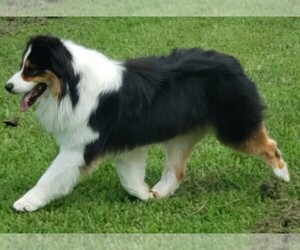 Father of the Australian Shepherd puppies born on 05/22/2025