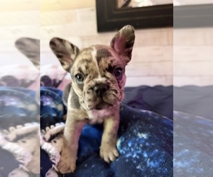 French Bulldog Puppy for sale in NORTH SACRAMENTO, CA, USA