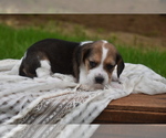 Small Photo #3 Beagle Puppy For Sale in BERNVILLE, PA, USA