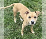 Small #2 Black Mouth Cur-Whippet Mix