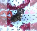 Small Photo #3 Morkie Puppy For Sale in LAPEER, MI, USA