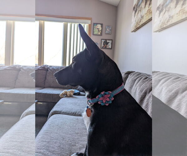 Medium Photo #8 Mutt Puppy For Sale in Minneapolis, MN, USA