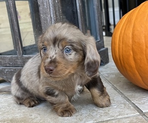 Dachshund Puppy for sale in WESTPORT, MA, USA