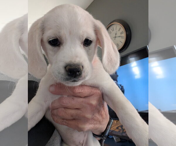 Medium Photo #5 Beagle-Great Pyrenees Mix Puppy For Sale in Brooklyn Center, MN, USA