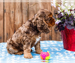 Small Photo #41 Cocker Spaniel Puppy For Sale in WAKARUSA, IN, USA