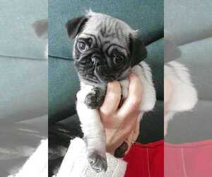 Pug Puppy for sale in ODESSA, TX, USA