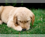 Small Photo #21 Golden Retriever Puppy For Sale in GRAND RAPIDS, MI, USA