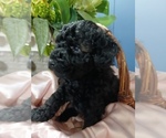 Puppy 4 Poodle (Toy)