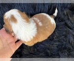 Small Photo #21 Shih Tzu Puppy For Sale in HAYWARD, CA, USA